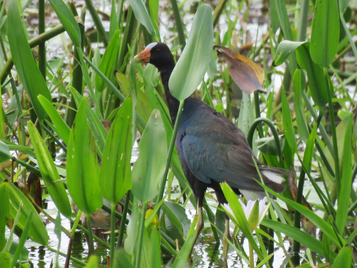 Purple Gallinule - Robert Winter