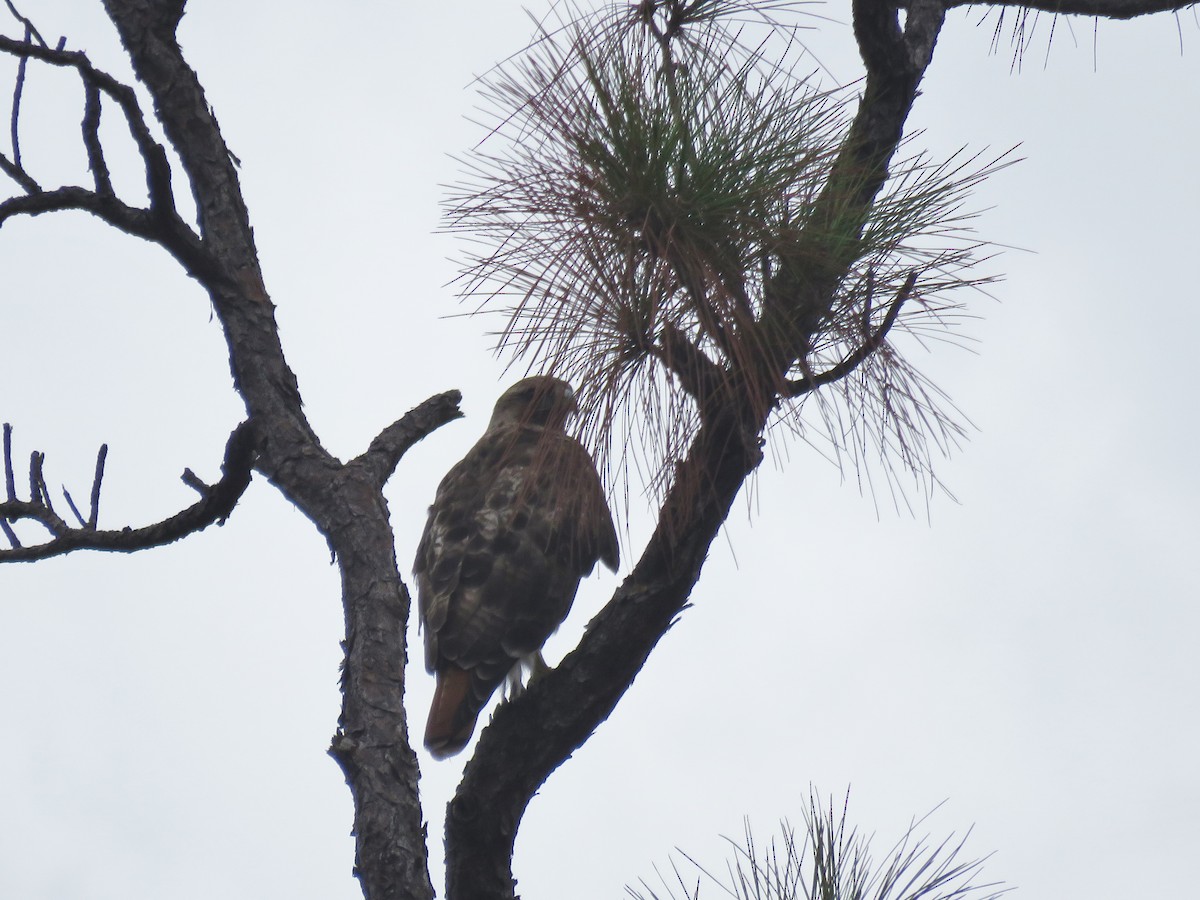 Red-tailed Hawk - ML256594531