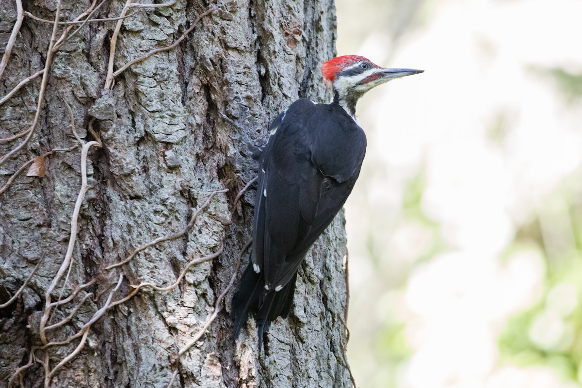 Pileated Woodpecker - Les Peterson