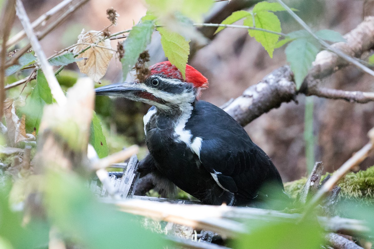 Pileated Woodpecker - Les Peterson