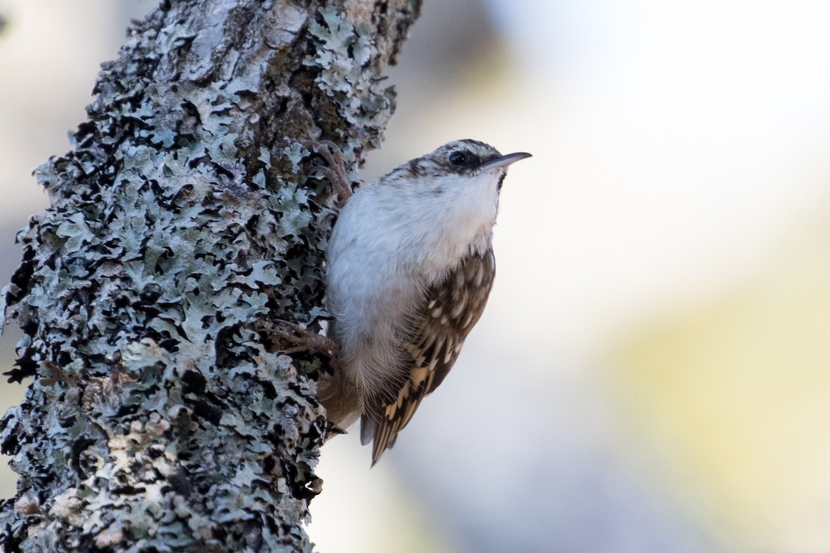 Brown Creeper - Les Peterson