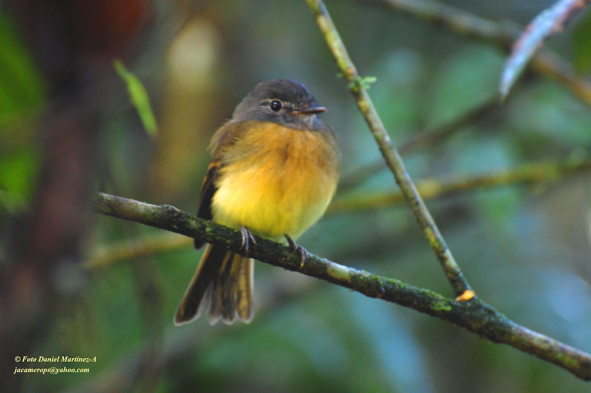 Tawny-chested Flycatcher - Daniel Martínez
