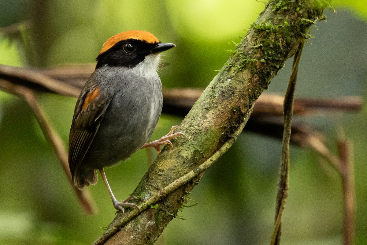 Black-cheeked Gnateater - ML256597801
