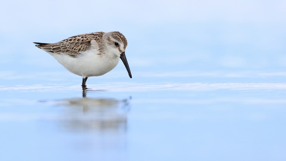 Western Sandpiper - ML256597871