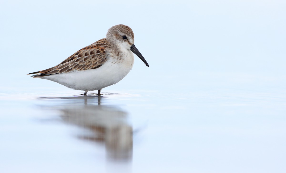 Western Sandpiper - ML256597911