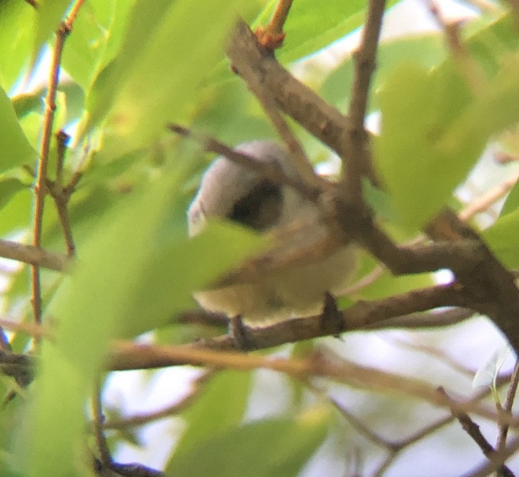 Çalı Uzunkuyruğu - ML256598911