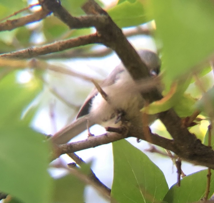 Çalı Uzunkuyruğu - ML256598951