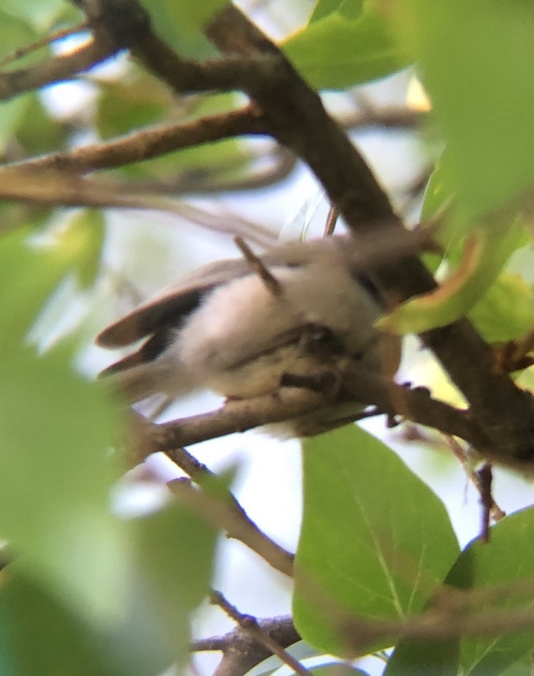 Çalı Uzunkuyruğu - ML256598961