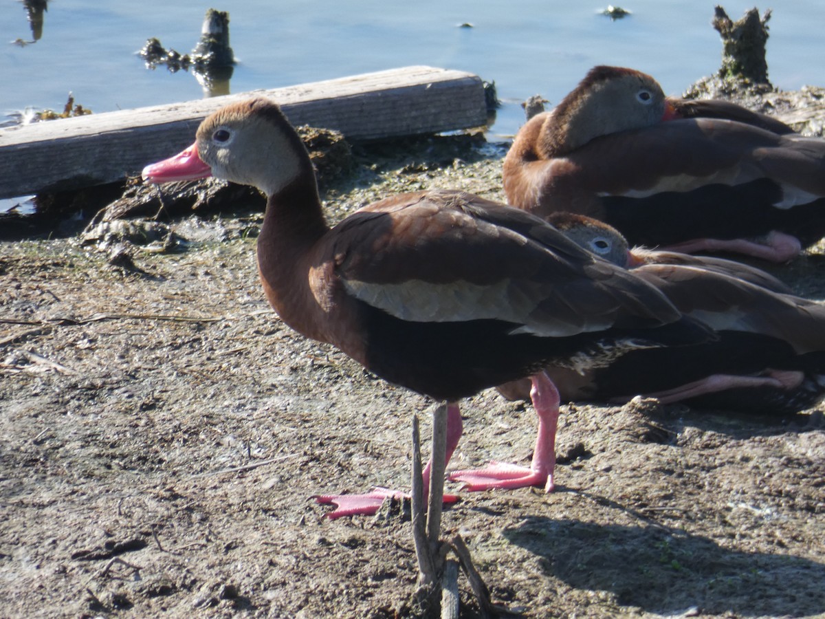 Black-bellied Whistling-Duck - James Court