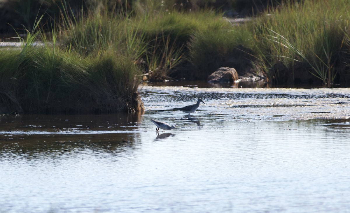 Wilson's Phalarope - ML256599621