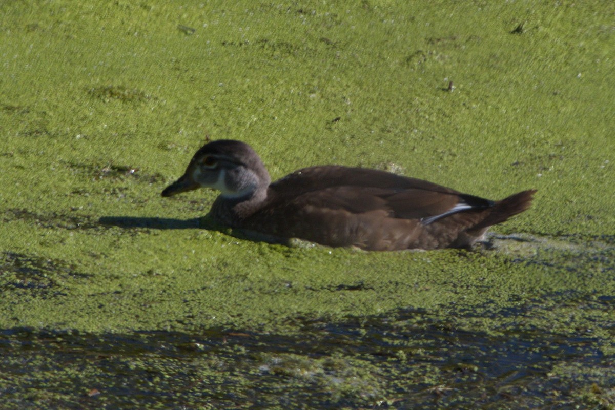 Wood Duck - ML256600041