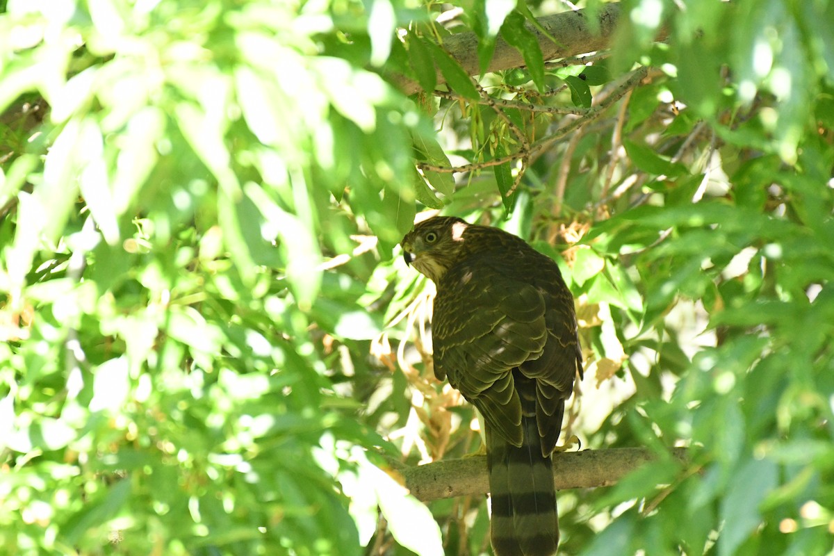 Cooper's Hawk - ML256602291