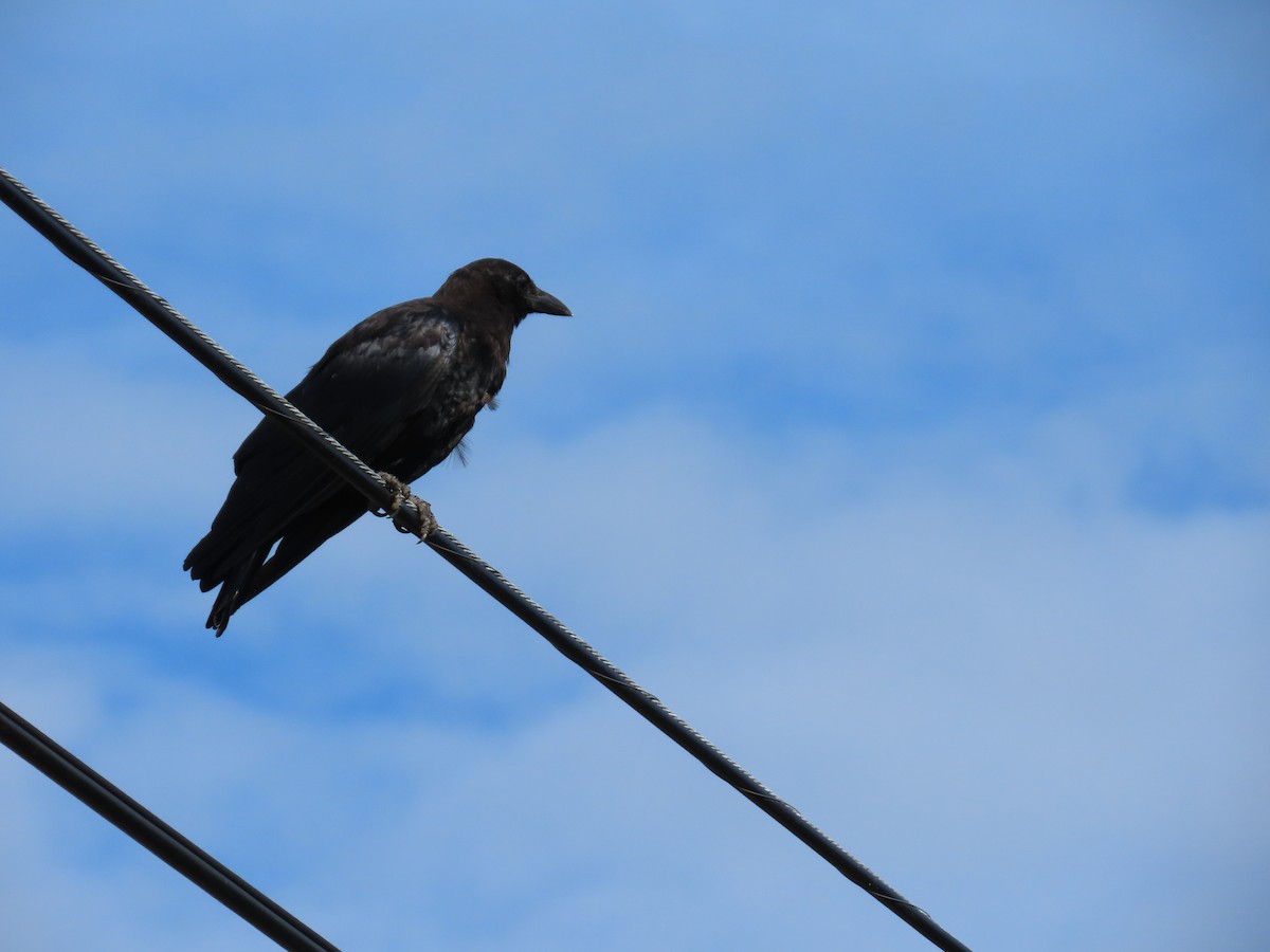 American Crow - ML256603251