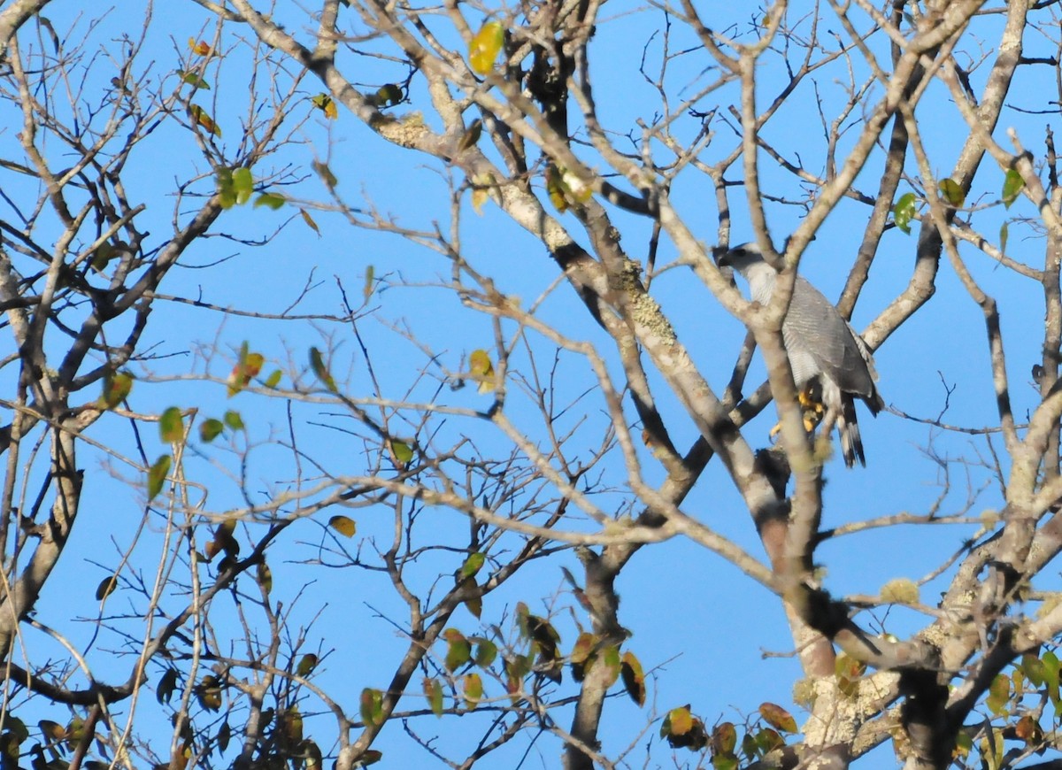 Gray-lined Hawk - ML256604051