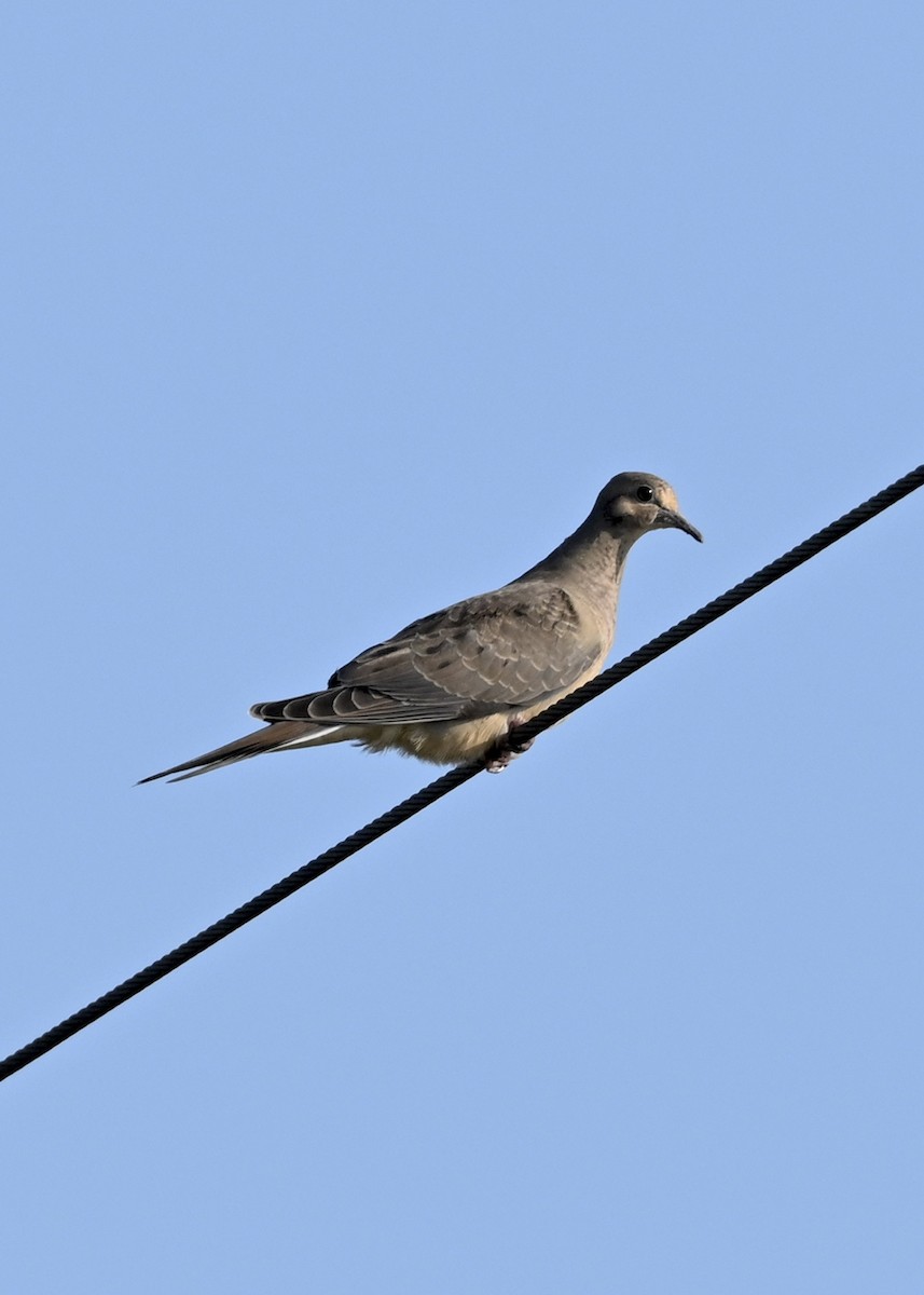 Mourning Dove - ML256604521