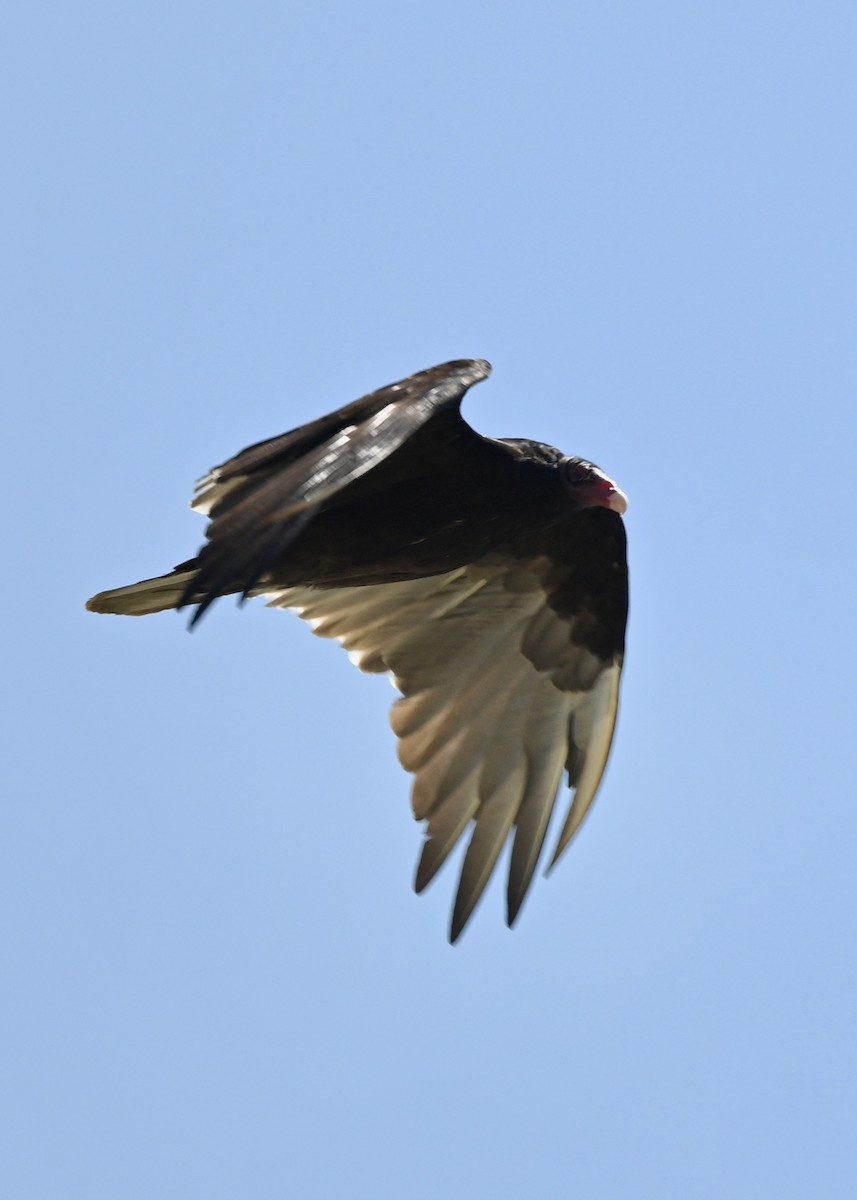 Turkey Vulture - ML256604561