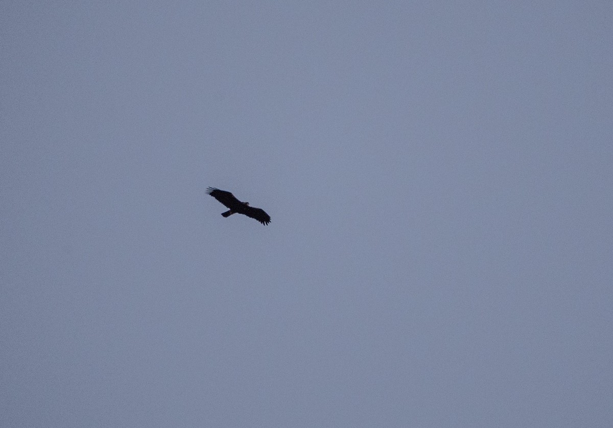 Spanish Eagle - ML256604571
