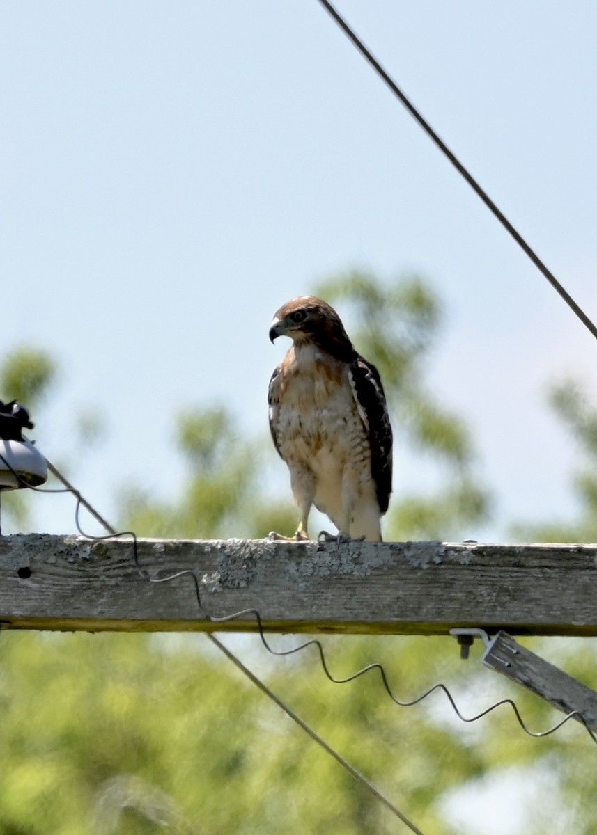 Red-tailed Hawk - ML256604621