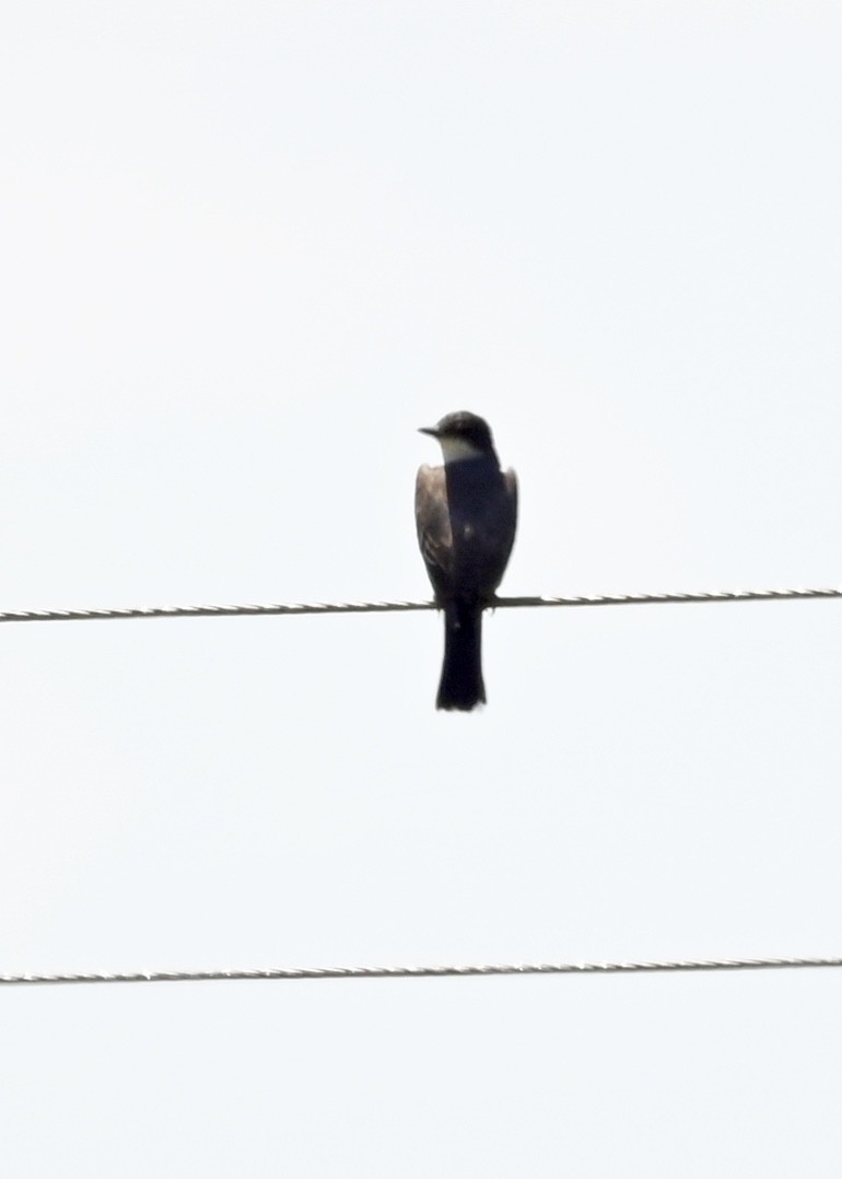 Eastern Kingbird - ML256604651