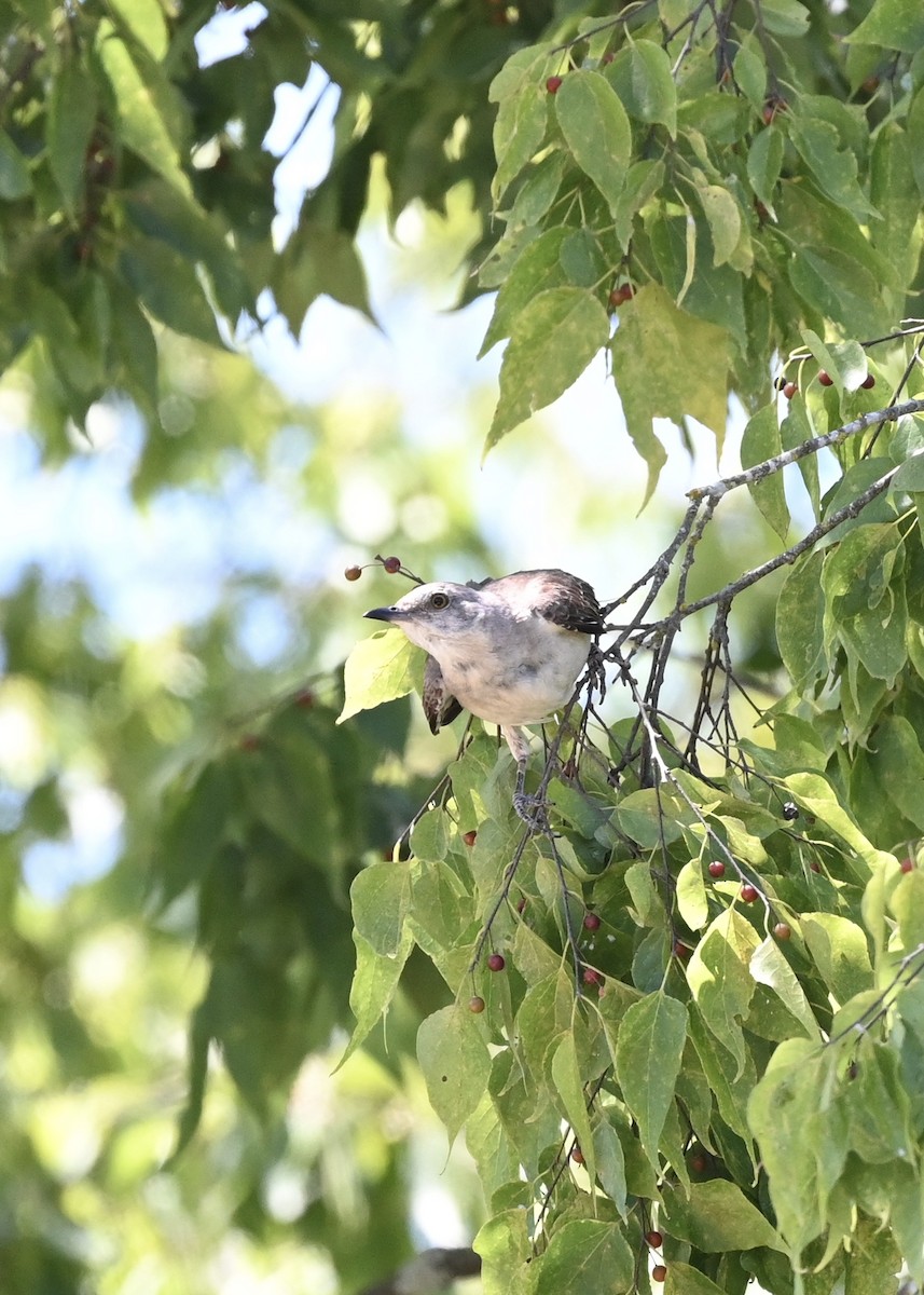 Northern Mockingbird - ML256604721