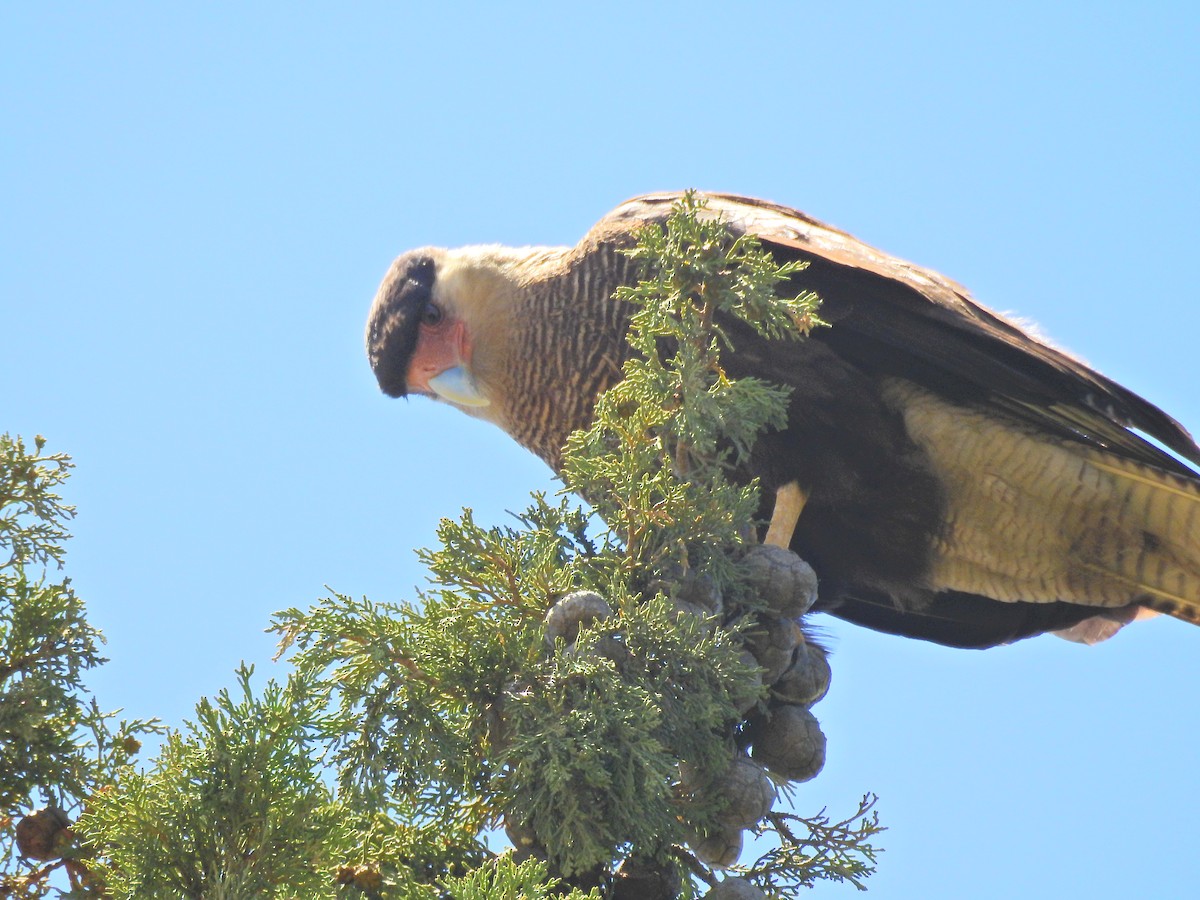 Crested Caracara (Southern) - ML256604961