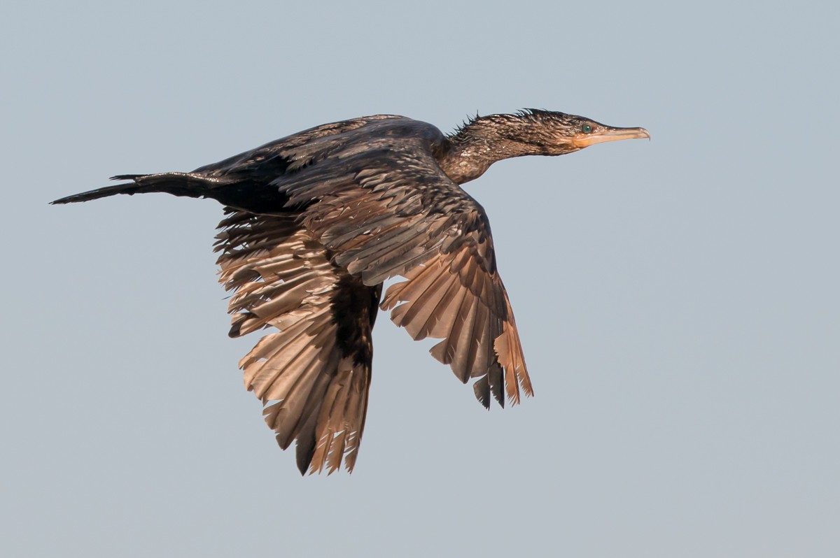 Neotropic Cormorant - Victor Hugo Michelini