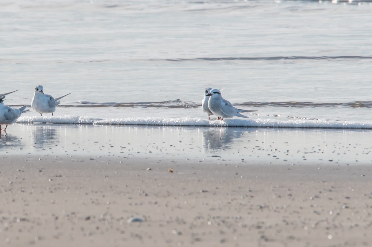 Snowy-crowned Tern - ML256608361