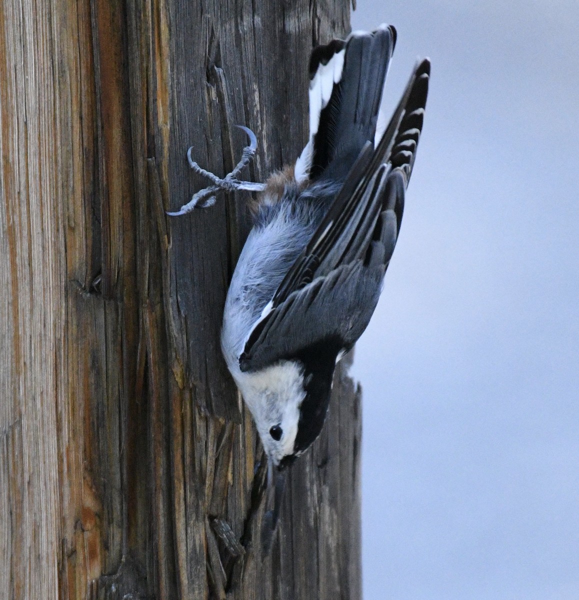 White-breasted Nuthatch (Interior West) - Katie Warner