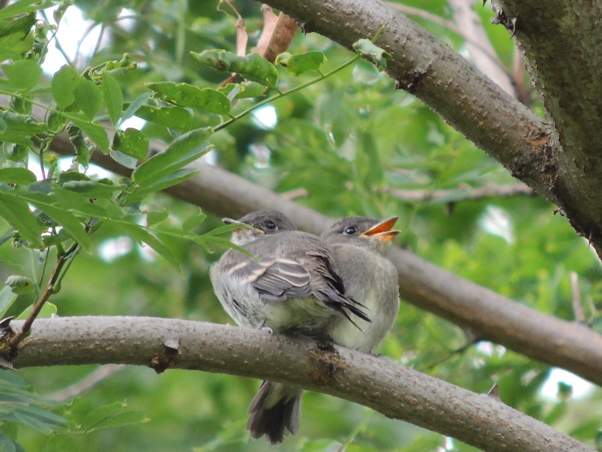 Eastern Wood-Pewee - ML256609051