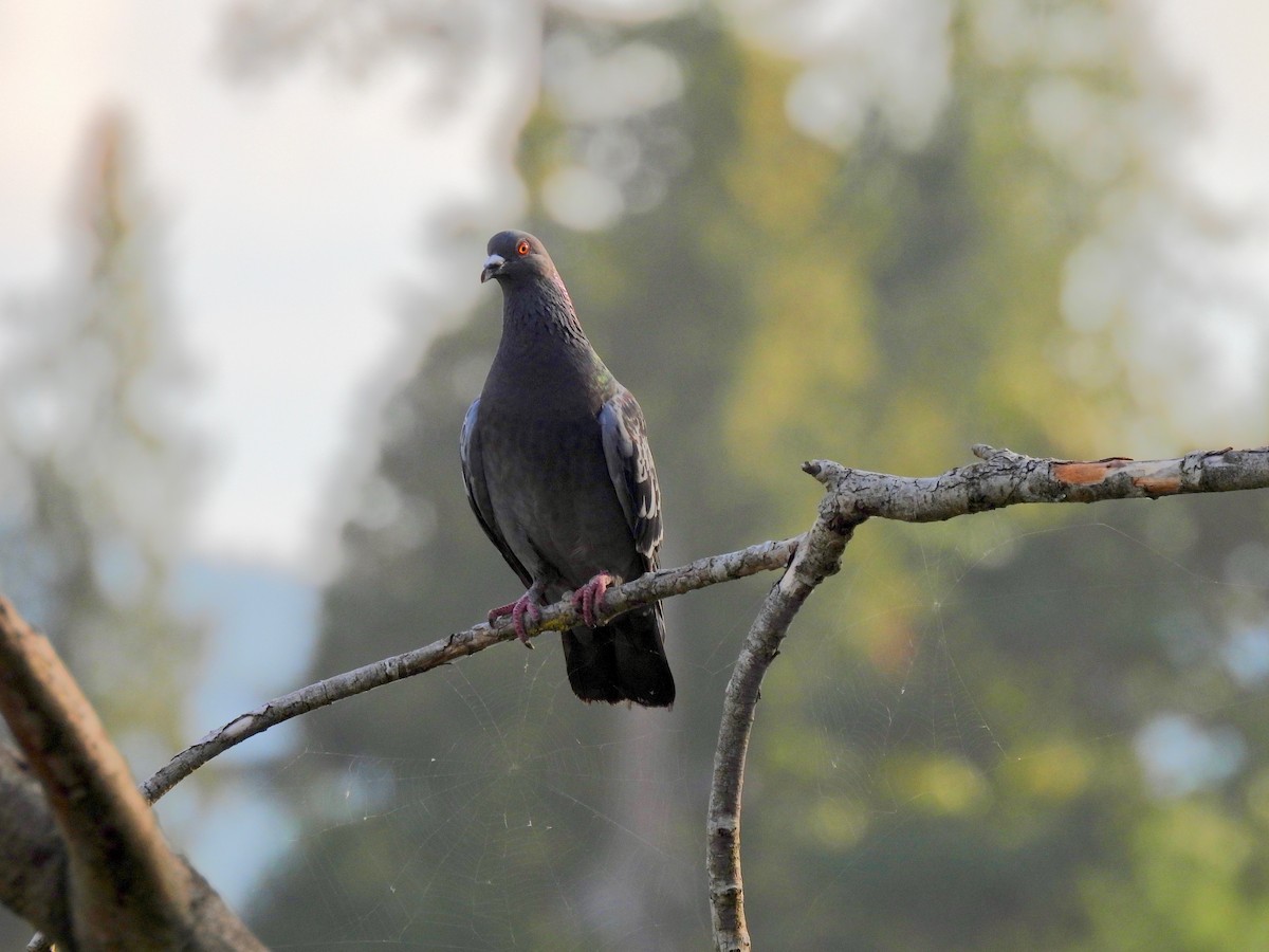 Rock Pigeon (Feral Pigeon) - ML256609161