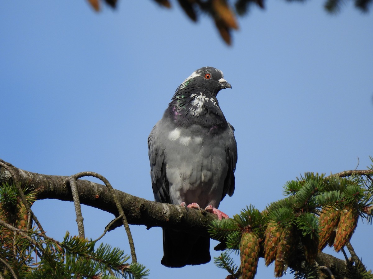 Rock Pigeon (Feral Pigeon) - ML256609261
