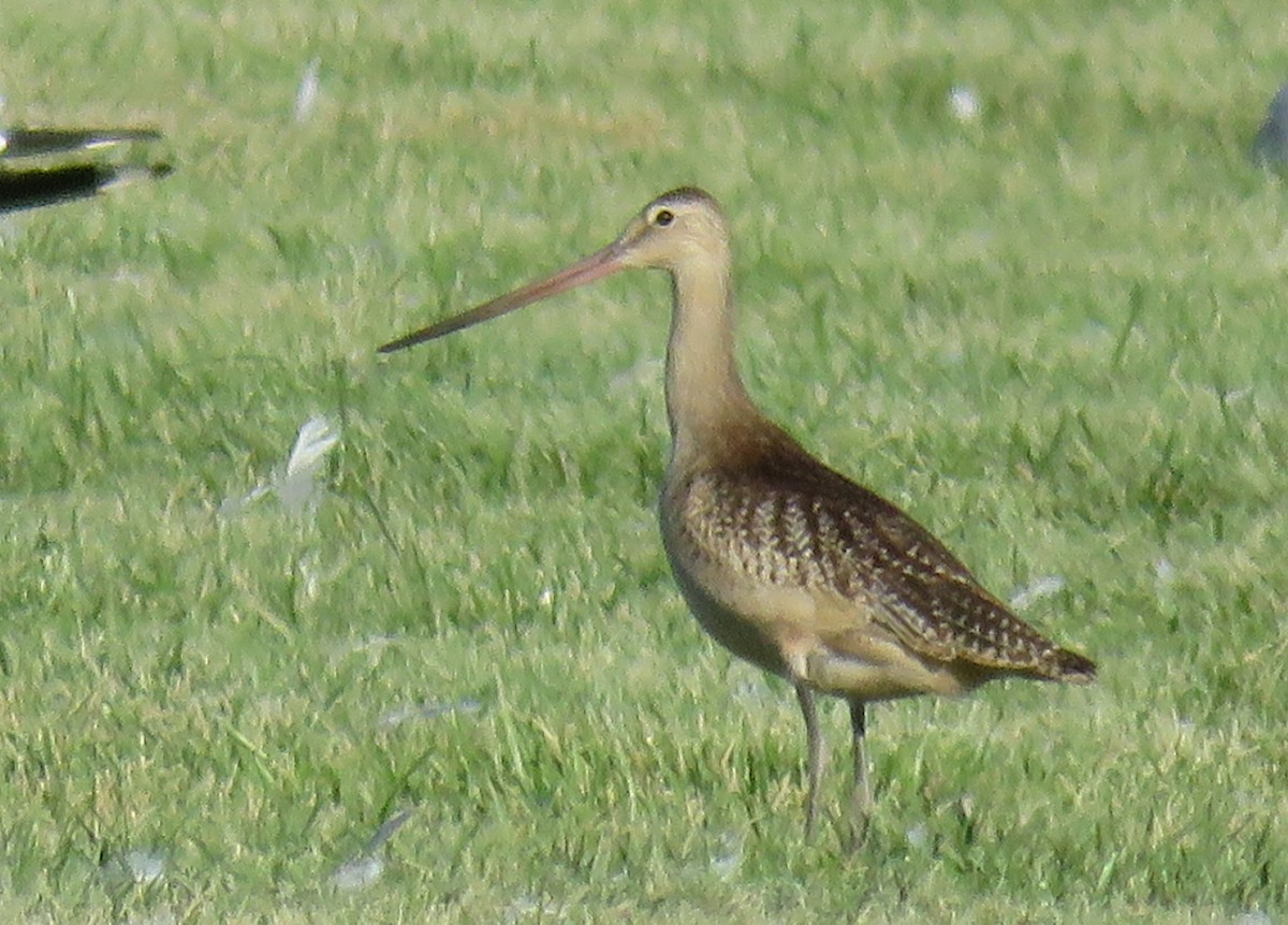 Marbled Godwit - ML256611741