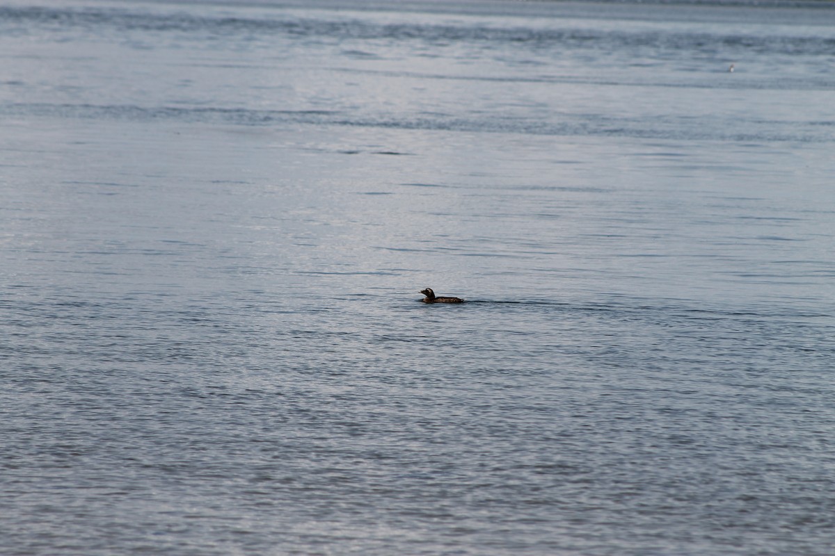 Common Eider - ML256615841