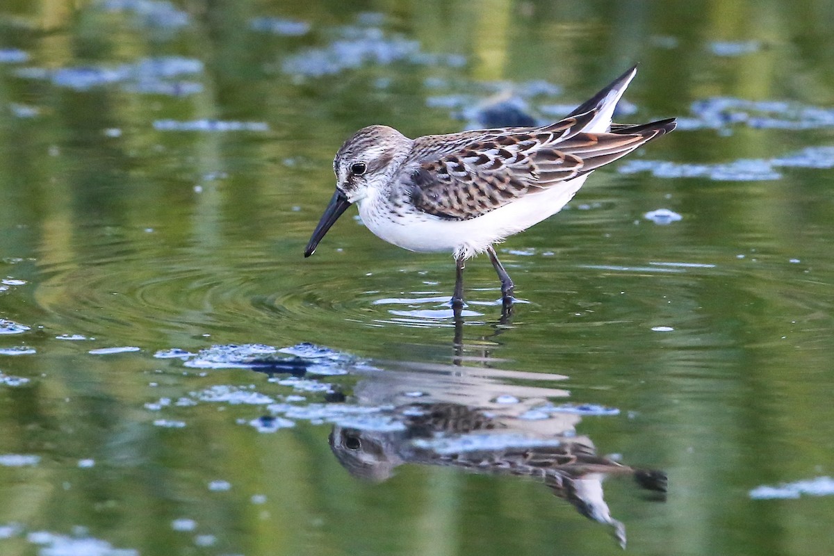 Western Sandpiper - ML256615951