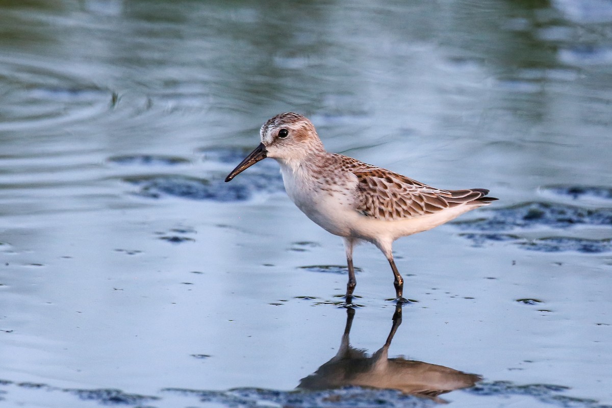 Western Sandpiper - ML256615971