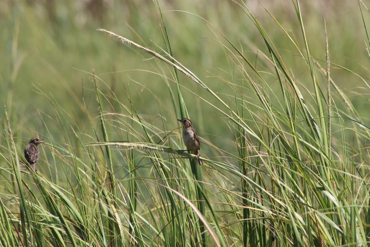 Saltmarsh Sparrow - Yianni Laskaris