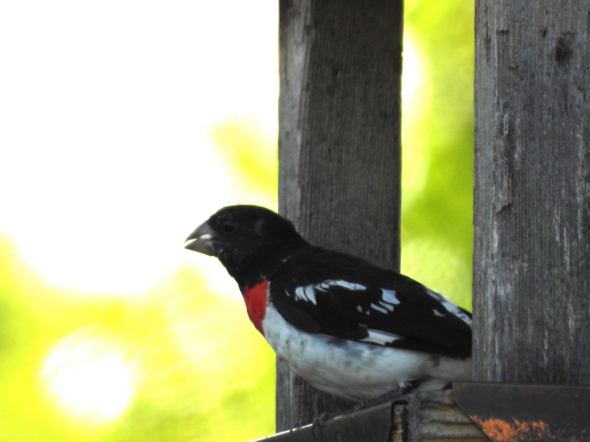 Rose-breasted Grosbeak - ML256616671