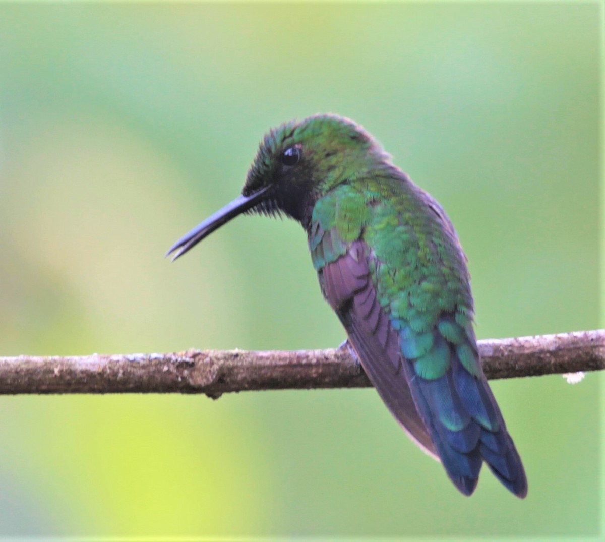 Blue-tailed Emerald - ML256617191