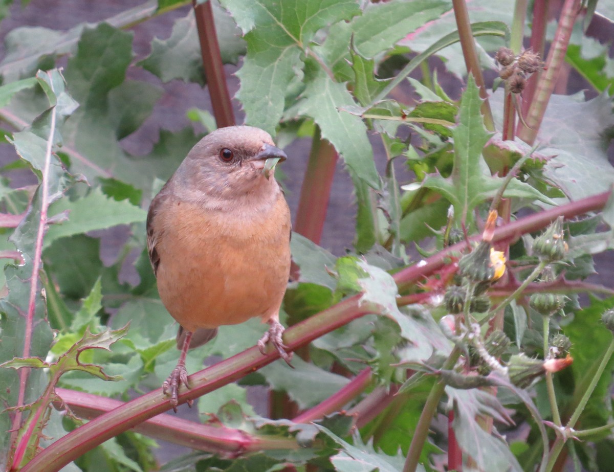 Blue-and-yellow Tanager - ML256619501