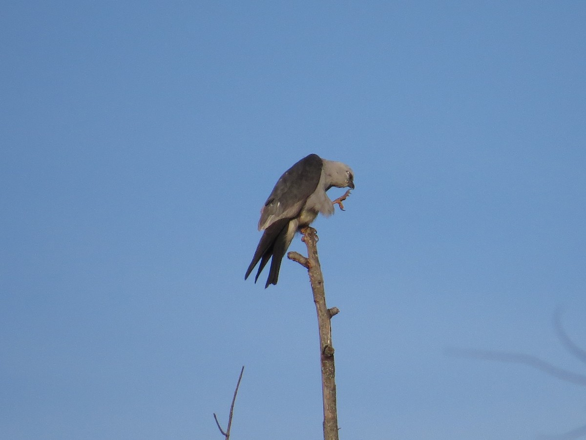 Mississippi Kite - ML256621451