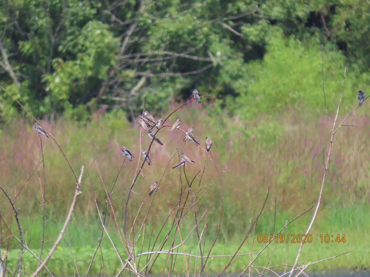 Bank Swallow - ML256621561