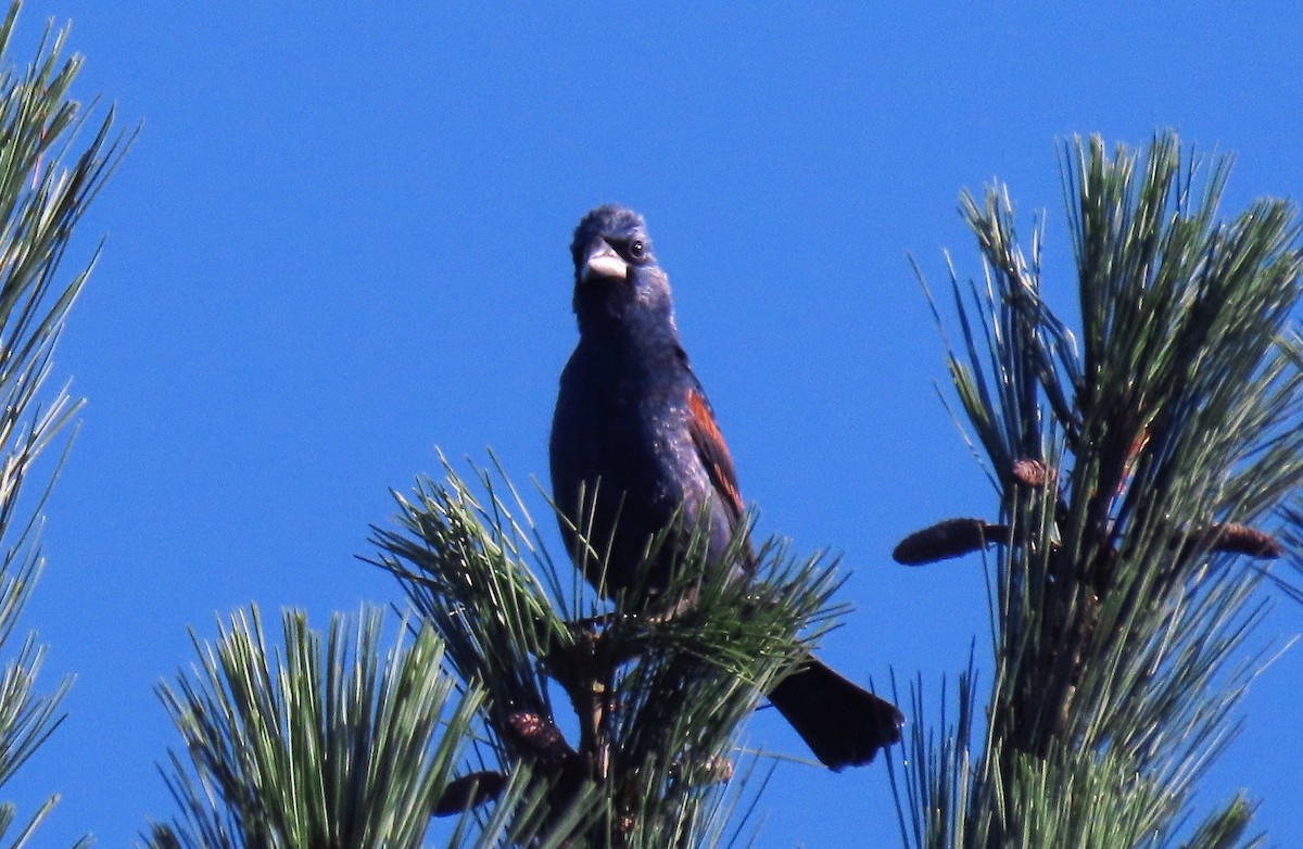 Blue Grosbeak - Anne Mytych