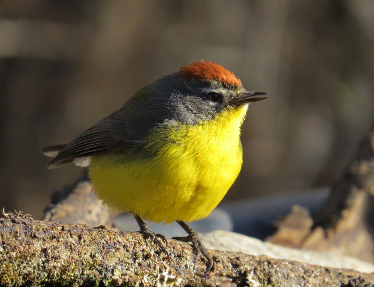 Brown-capped Redstart - ML256623291