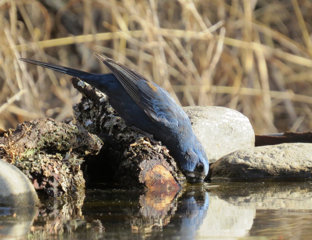 Ultramarine Grosbeak - ML256623381