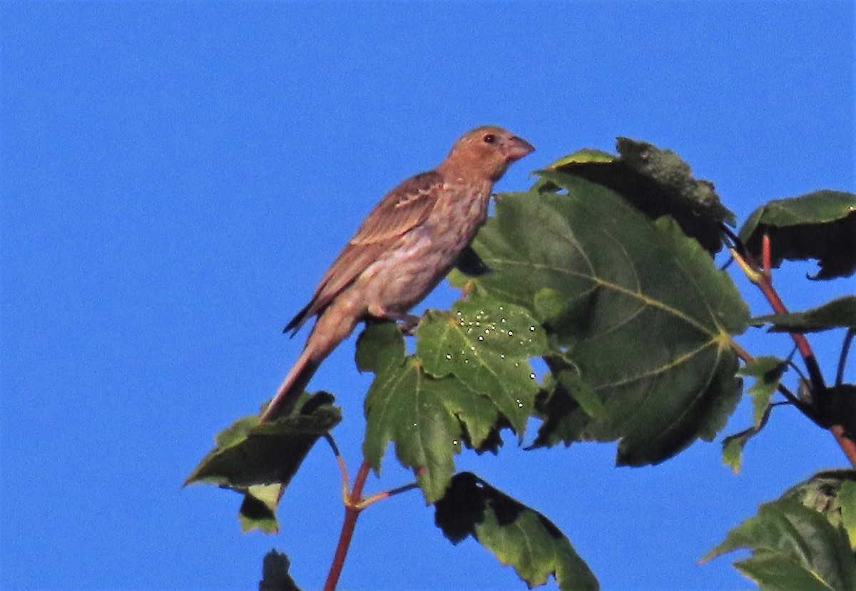 Blue Grosbeak - ML256623591