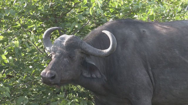 Yellow-billed Oxpecker - ML256624111