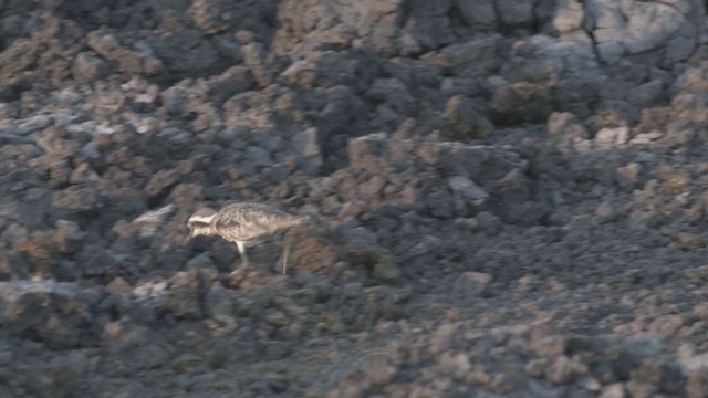 חופמי אפריקני - ML256624681