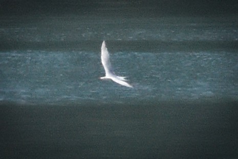 Common Tern - ML256624931