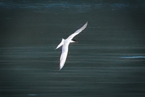Common Tern - ML256624941