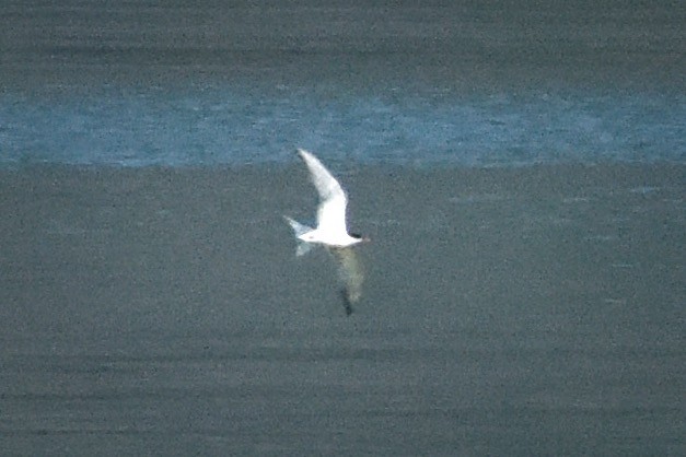 Common Tern - ML256624951